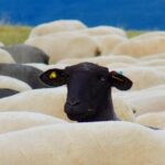 le mouton noir de la famille